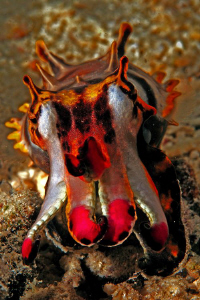 Flamboyant Cuttle Fish at Kapalai House Reef , by Tunc Yavuzdogan 
